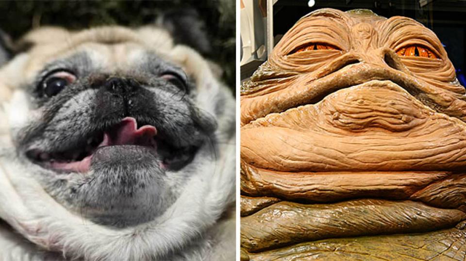 Jako vejce vejci - Mopsík nápadně připomínající Jabbu Hutt, jednu z postaviček ze Star Wars